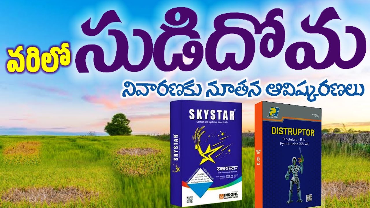 వరిలో సుడి దోమ నివారణ | sudi doma in paddy telugu| doma potu nivarana #disruptor #skystar indofil