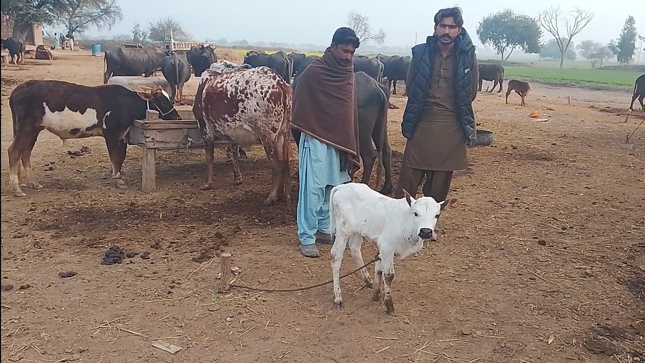 Watch pure Neeli buffalo friesian guy for sale in Punjab Pakistan on YouTube.03249304774