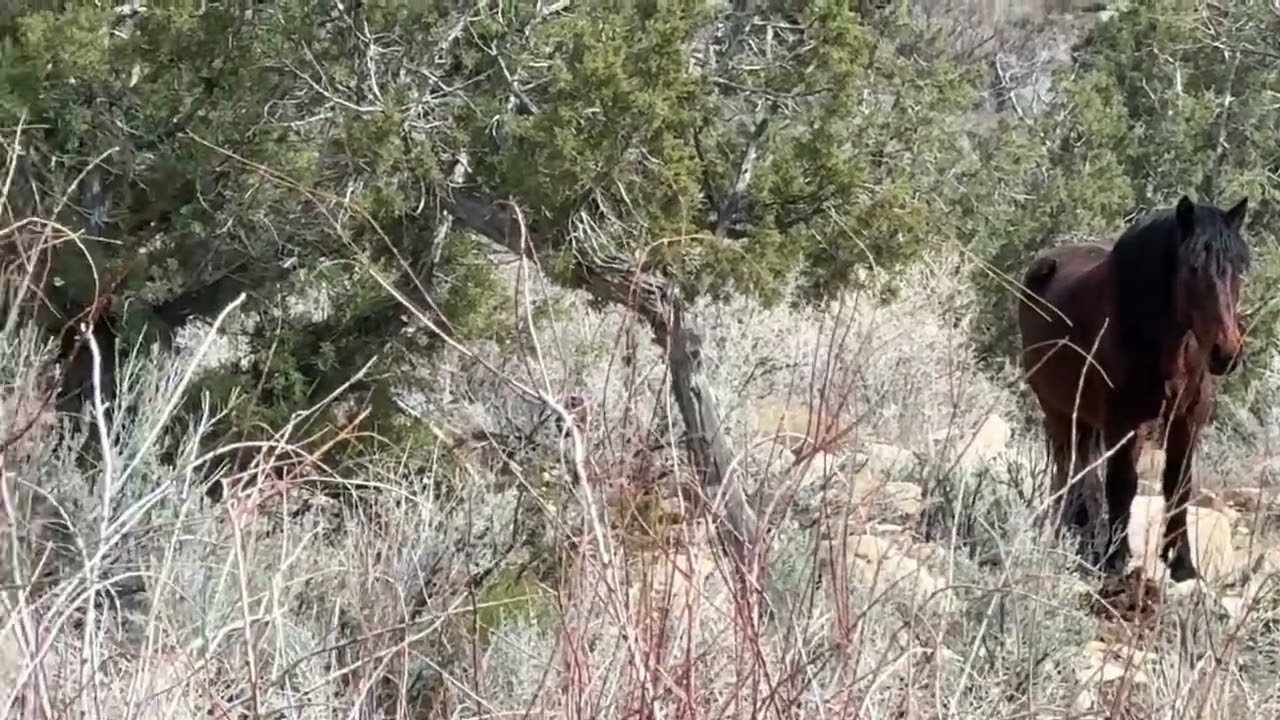 Wild Horses (short version)