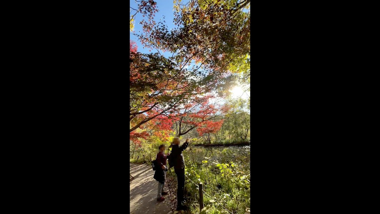 【心霊映像】不気味すぎる！紅葉を撮っただけの映像にまぎれこんでいた！【心霊闇動画96】