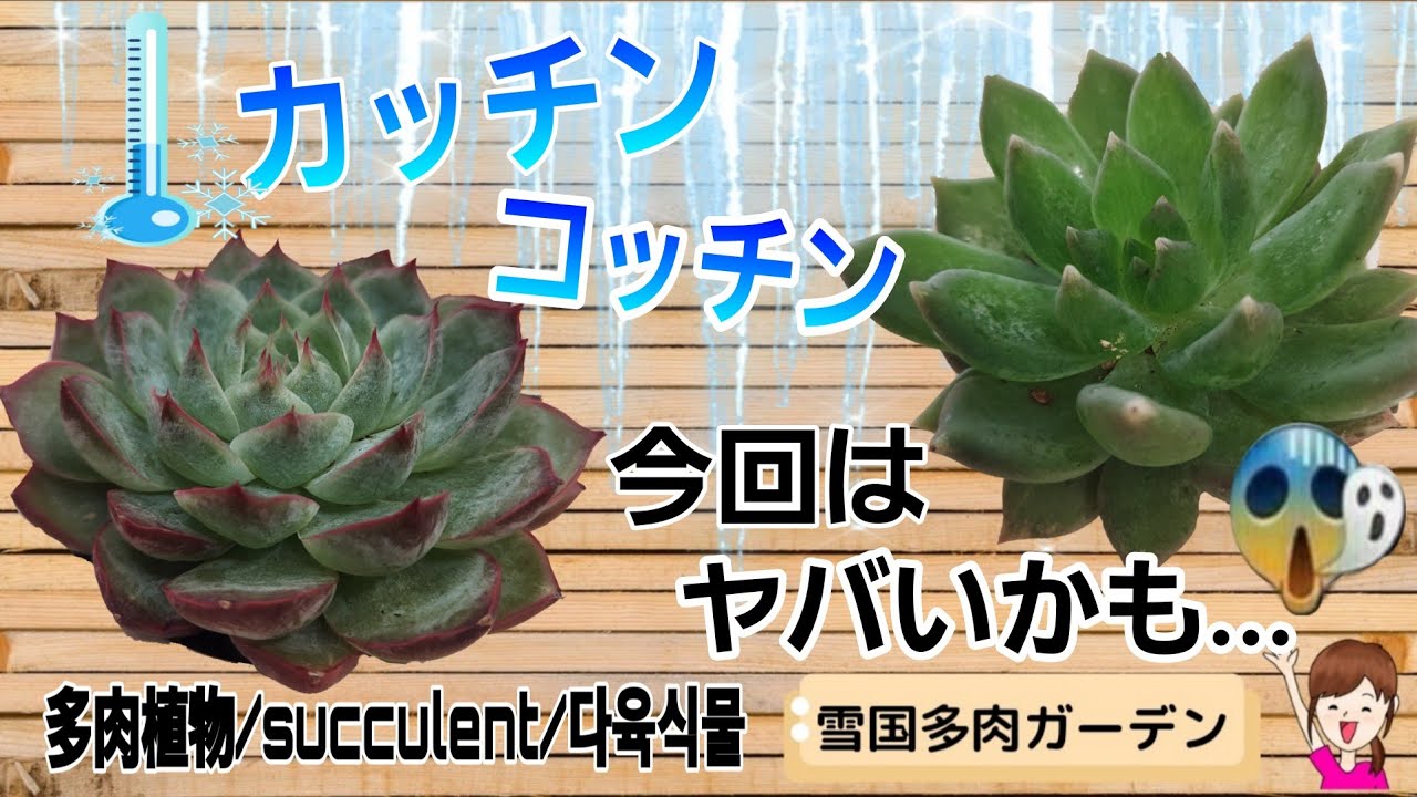 【大寒波】ずっと凍ってます💦もう無理かもしれない…　2026年1月27日 #雪国で育てる多肉 #凍った多肉 #plants