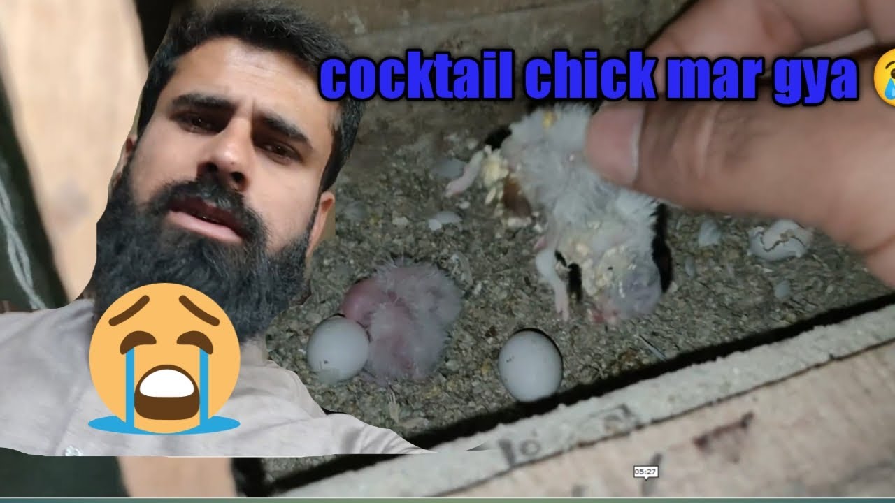cocktail chick mar gya 😢😢| Wild Ahmad #shehrmendihat #inzioribrahim #wildahmad