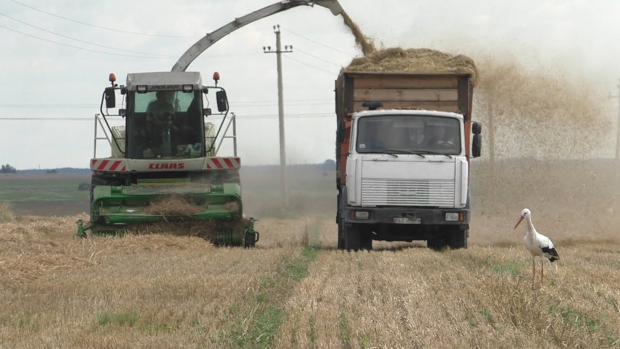 Погрузка пшеничной валковой соломы. CLAAS Jaguar 850 / МАЗЫ / КАМАЗ.