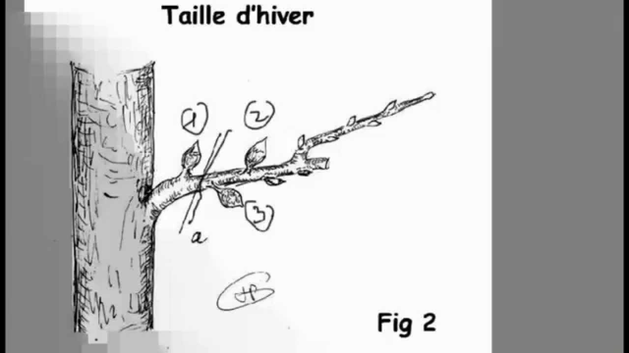 Verger, La taille d'hiver des arbres fruitiers