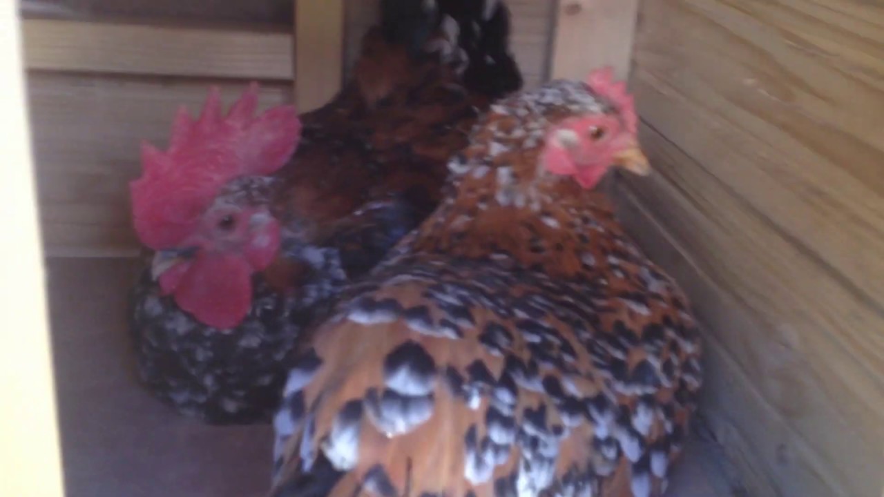 Chabo chicken porcelain