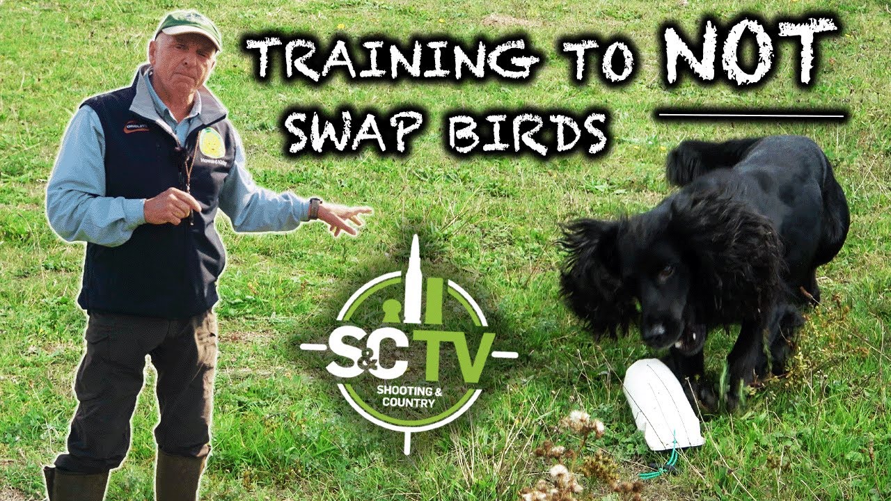Gundog Training | Training to not swap birds, with Howard Kirby | S&C TV