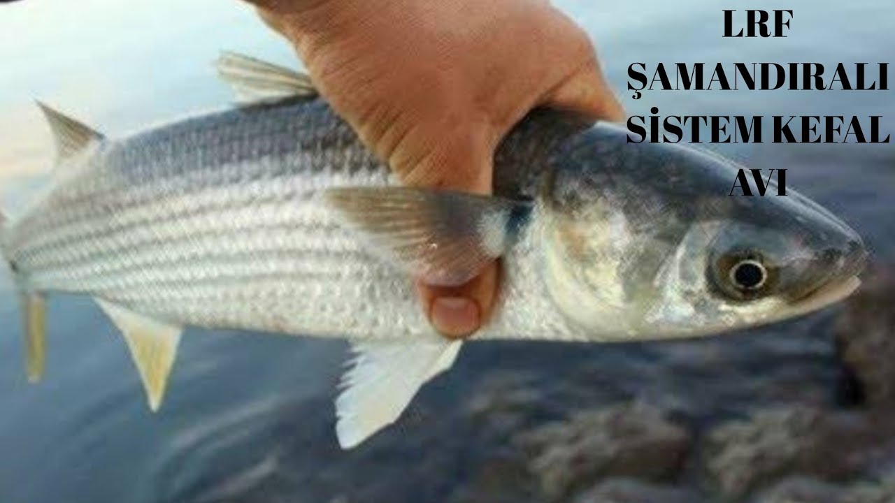 KEFAL AVI ( LRF ) ŞAMANDIRA İLE DEV BALIKLAR !!  CHEF AVI (LRF) BUY WITH GIANT FISHES !!