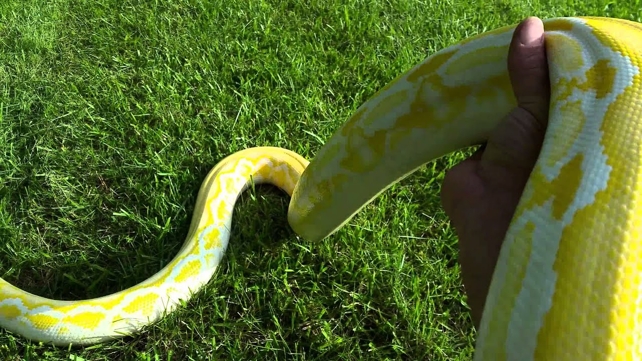 White Phase Albino Tiger Reticulated Python