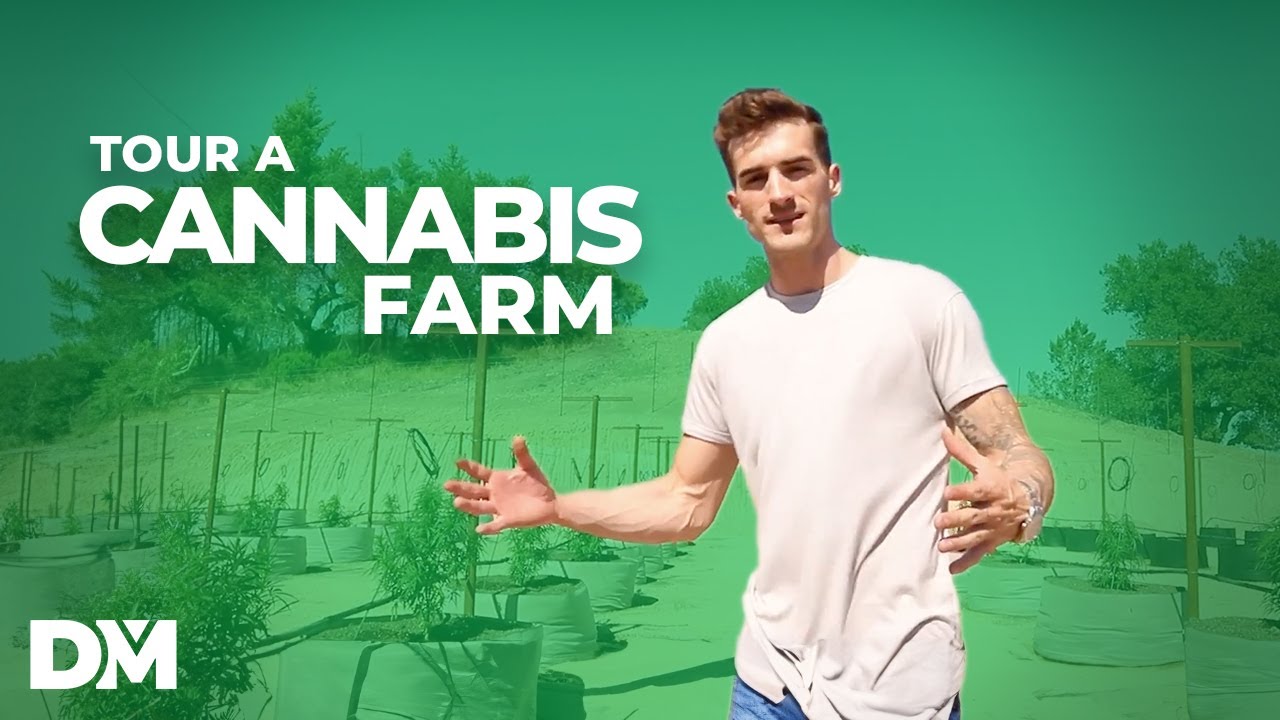 Tour a Huge LEGAL Cannabis Farm! Gas Hill Farms with DistributorMichael