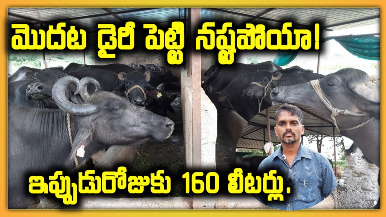 Best breeds of buffaloes for dairy farm @MalleshAdla