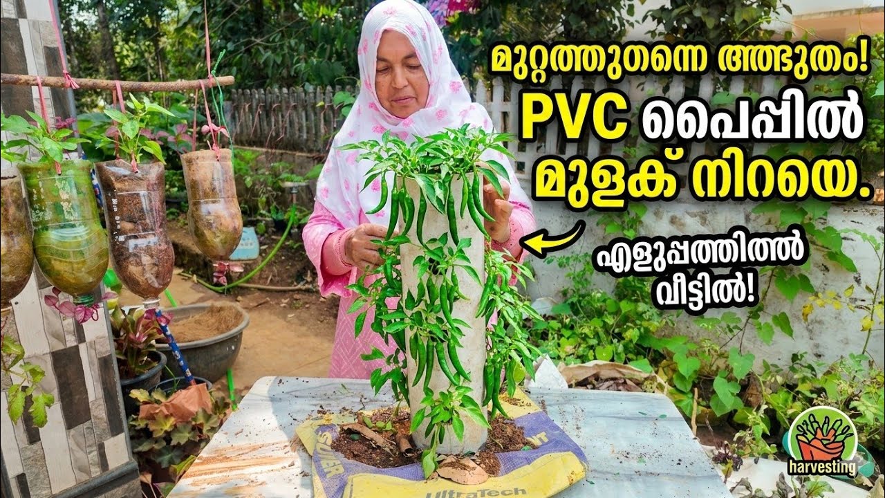PVC പൈപ്പിൽ മുളക് നിറയെ ഉണ്ടാകാം