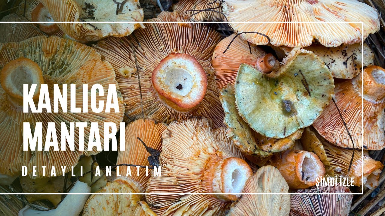 Kanlıca Mantarı Avı - Çıntar Mantarı -Melki Mantarı , Lactarius