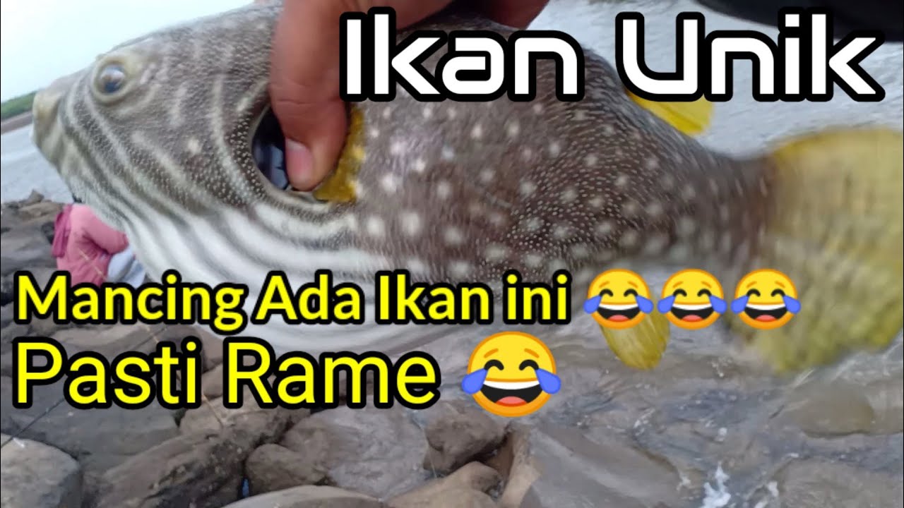 Mancing ikan unik di dermaga pantai grajagan banyuwangi,Brewog, mancing,  mancing mania,