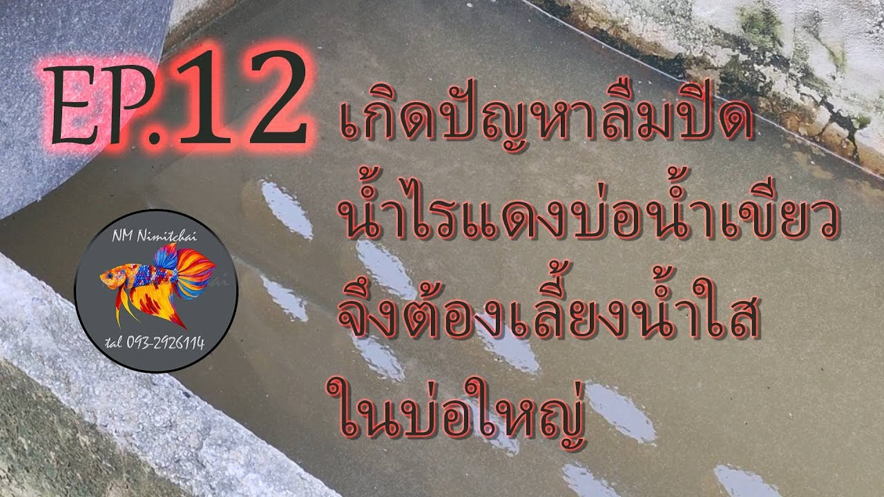 EP.12 เกิดปัญหาลืมปิดน้ำไรแดงบ่อน้ำเขียวจึงต้องเลี้ยงน้ำใสในบ่อใหญ่