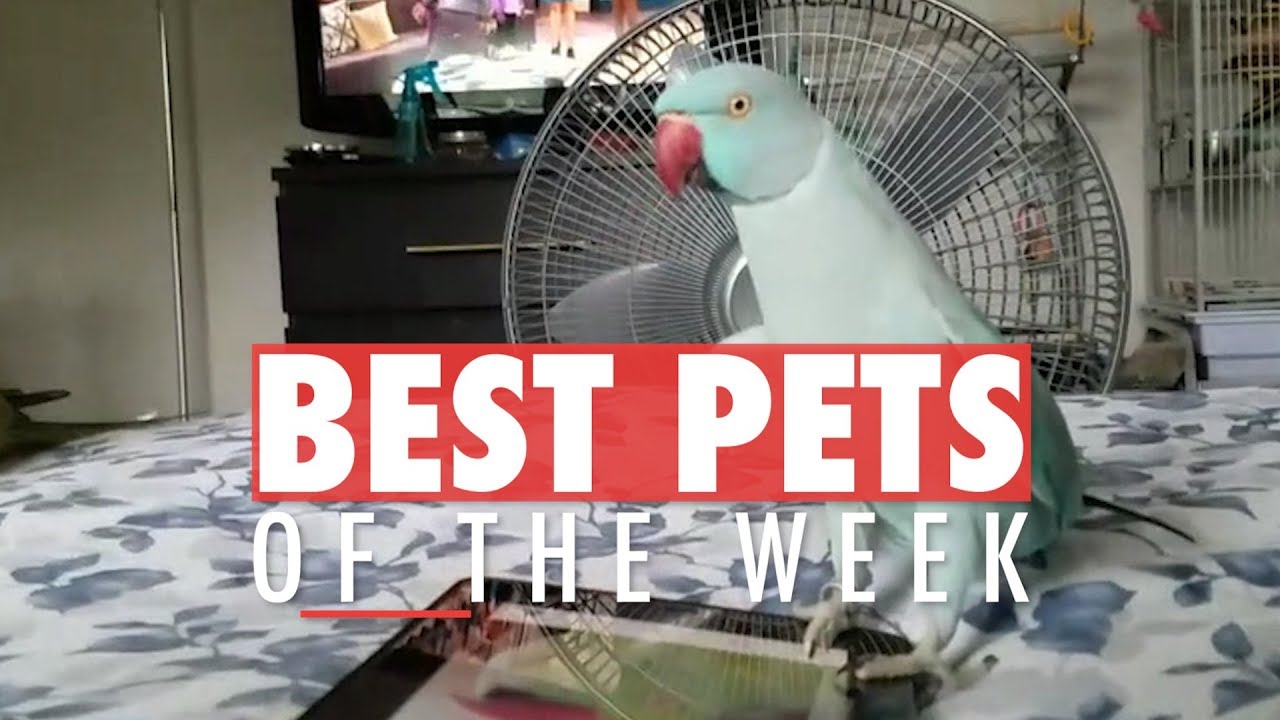 Best Pets of the Week Video Compilation | Week 2 March 2018