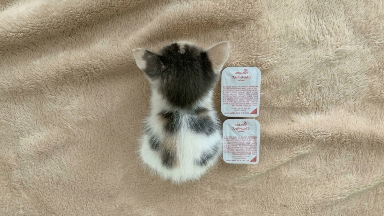You Can't Handle This Much Cute Overload 🐾 Little Kittens Everywhere!
