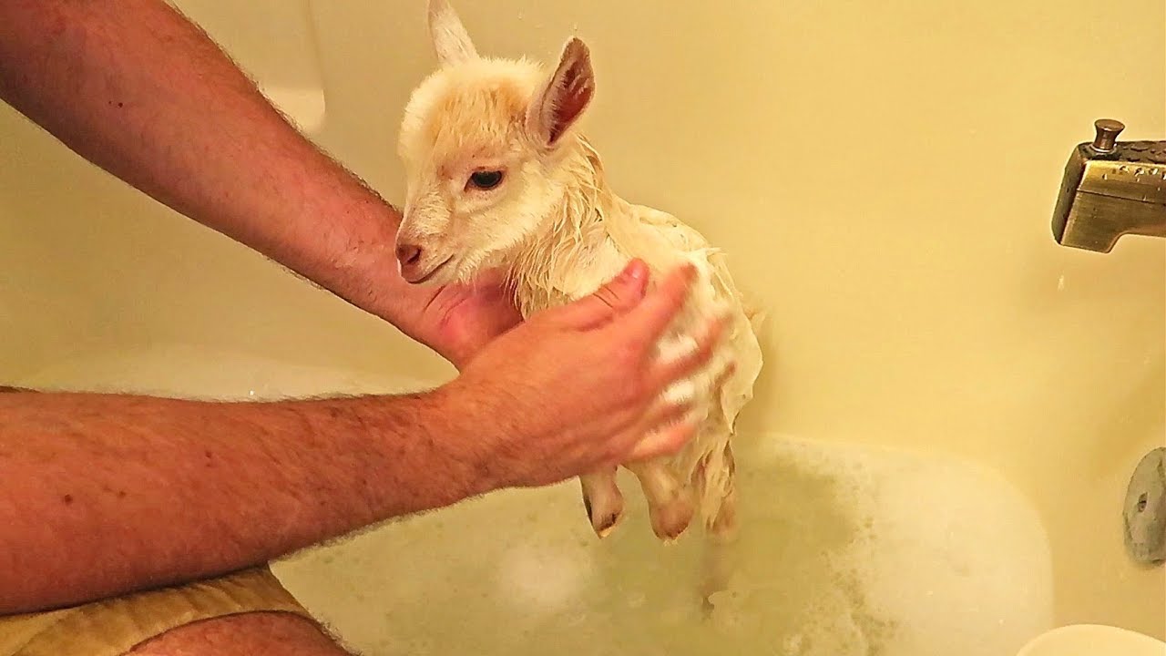 Cute Baby Goats First Bath