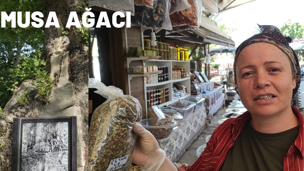 HATAY'DA BULUNAN MUSA AĞACI / 3 BİN YILLIK AĞAÇ /