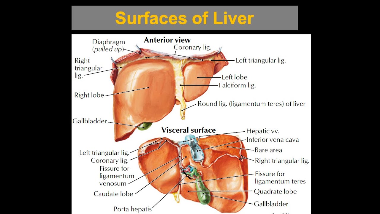 Surfaces of the Liver