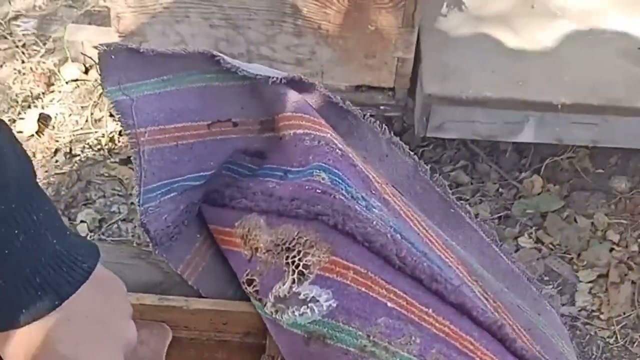 خلية مدكرة (مسنه)وطريقة التعامل معها #اكسبلور #عسل #نحل #bee #beekeeper 
