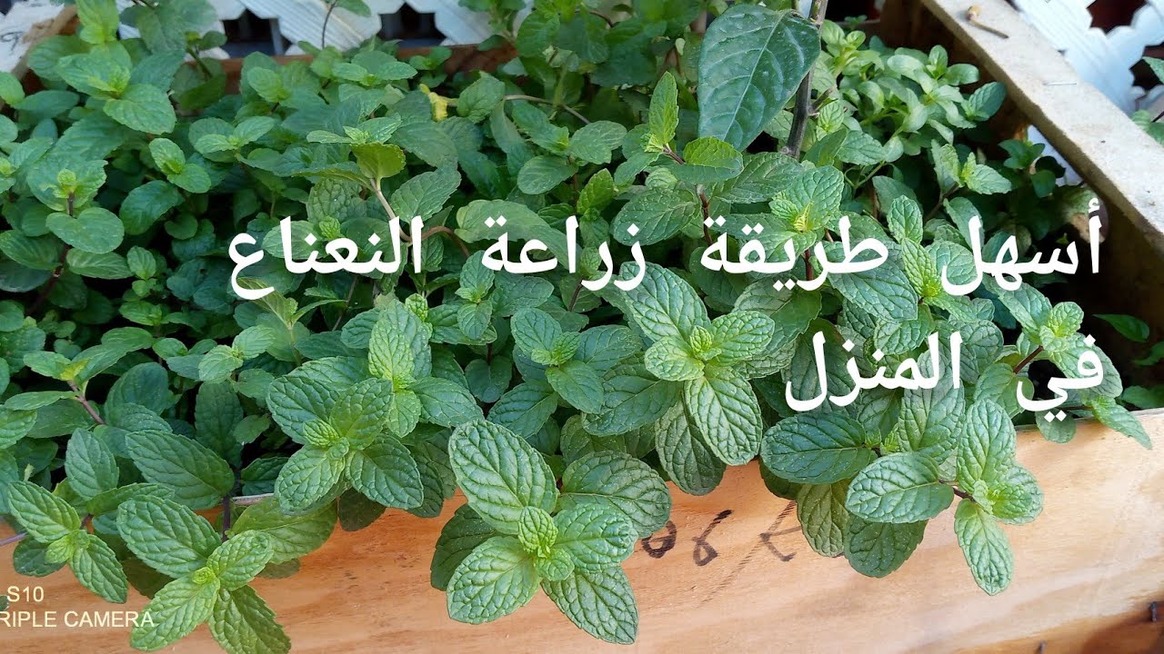 أسهل طريقة زراعة النعناع في المنزل.