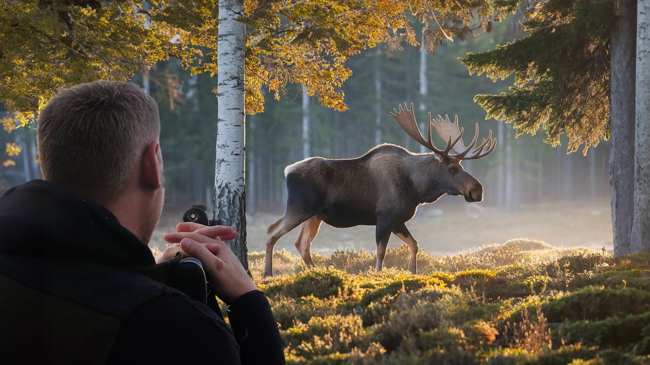 SCHWERE Jagd auf Elch & Bär – 10 Tage Drückjagd in Schweden (Copterpro Jagd)