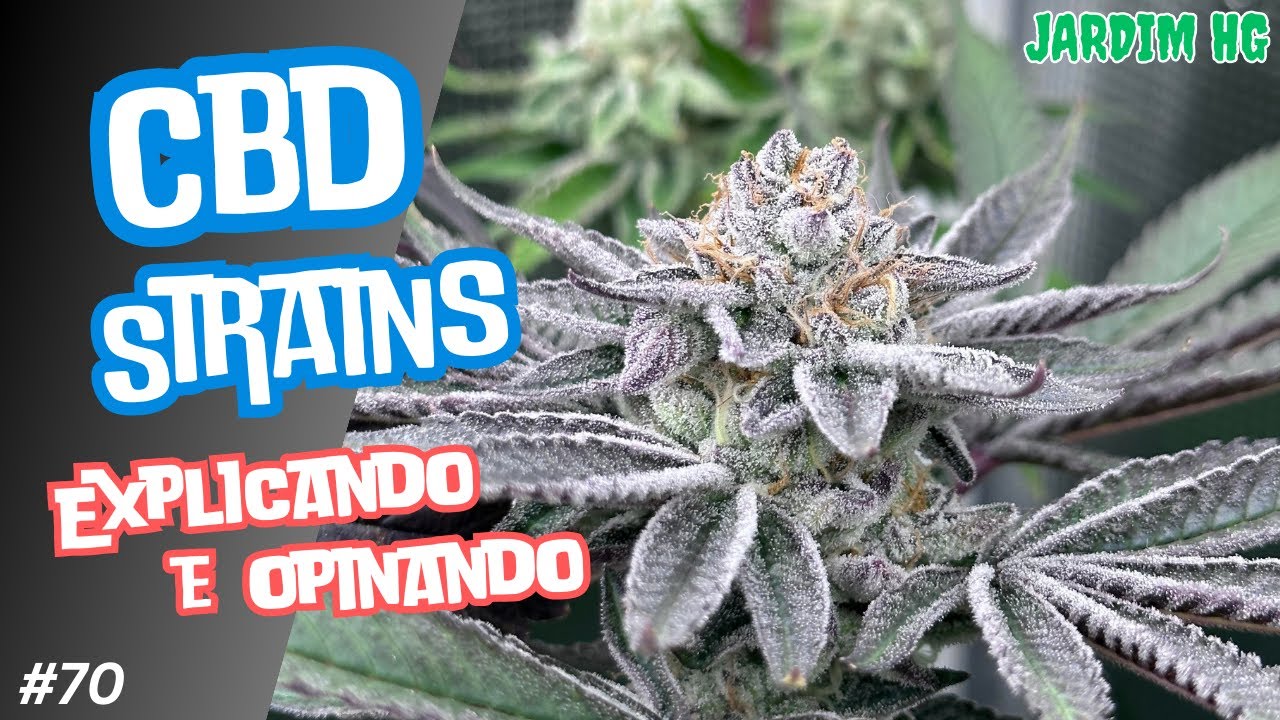Strains de alto CBD - Desvendando os mitos