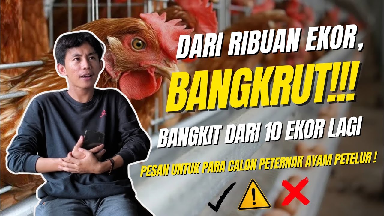 DARI RIBUAN EKOR HINGGA BANGKRUT ‼️ TIPS UNTUK PARA CALON PETERNAK AYAM PETELUR ‼️