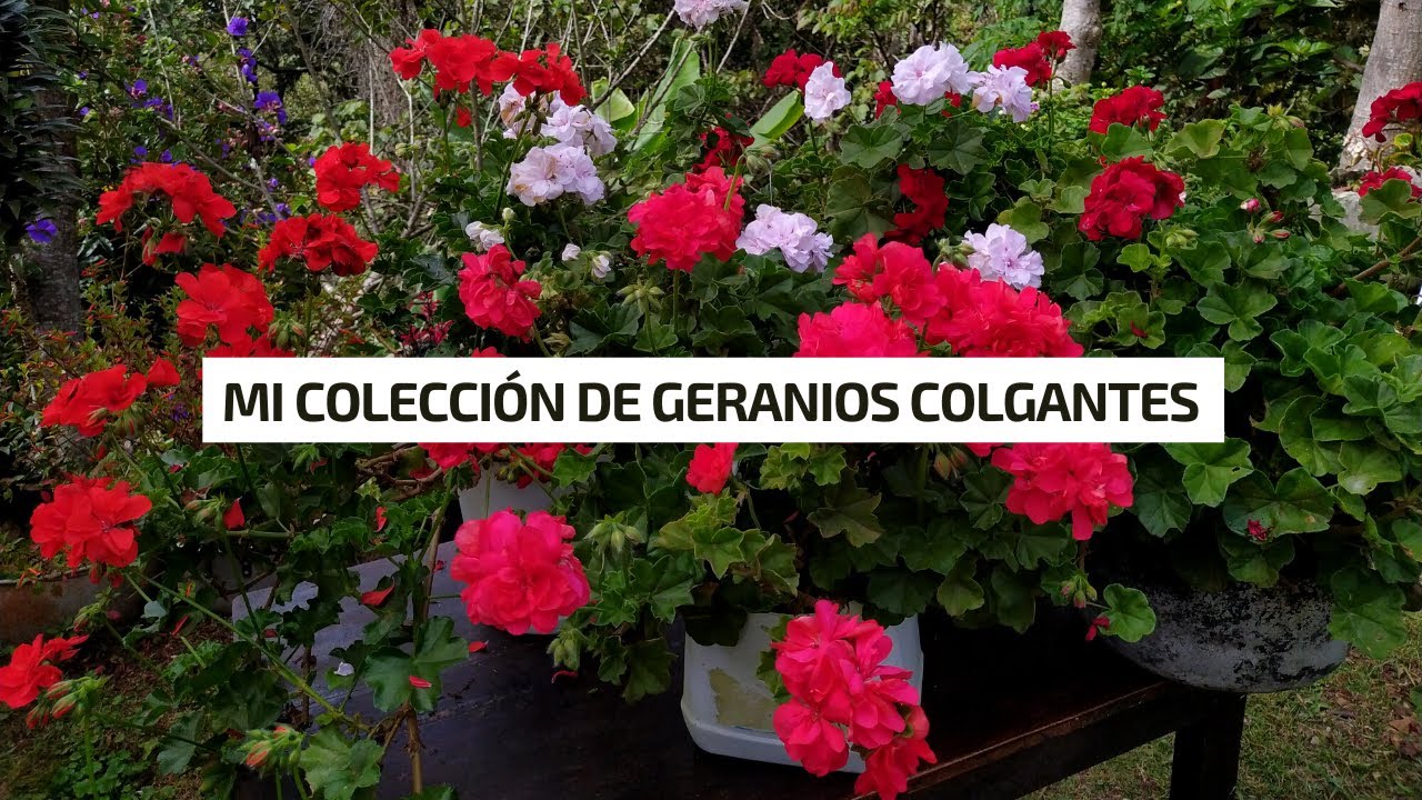 MI COLECCIÓN DE GERANIOS HIEDRA, geranios Colgantes muchos colores diferentes 🌺🌼🌸💚 | Jardín Diaz