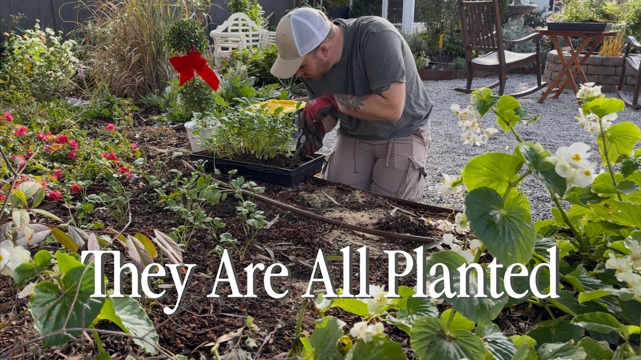 Мы сделали это!!! Топиарии и посадка ранункулюсов за 20 долларов 🌸 || Посетите наш сад