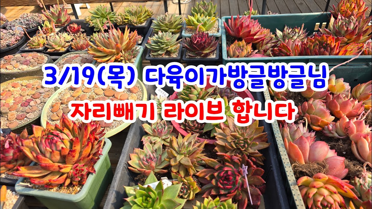 260319(목) 오후2시40분 방글방글님 자리빼기 라이브합니다