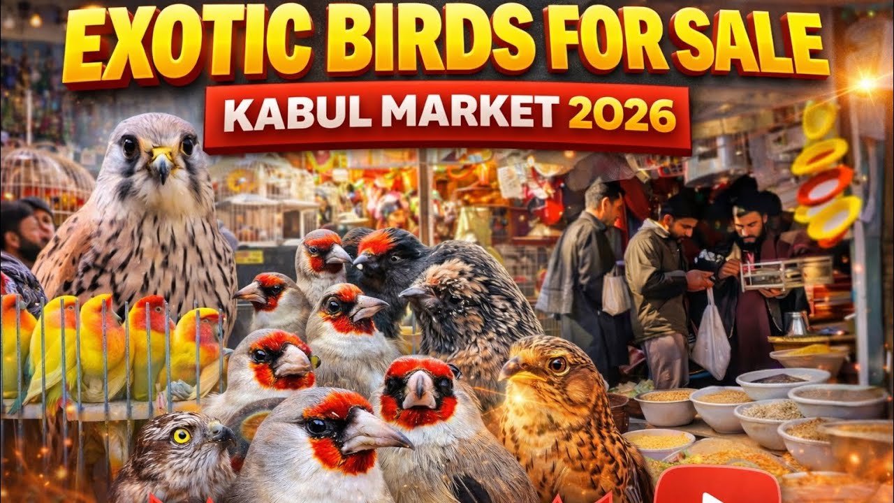 Inside Kabul’s Famous Bird Market | Rare Birds of Afghanistan
