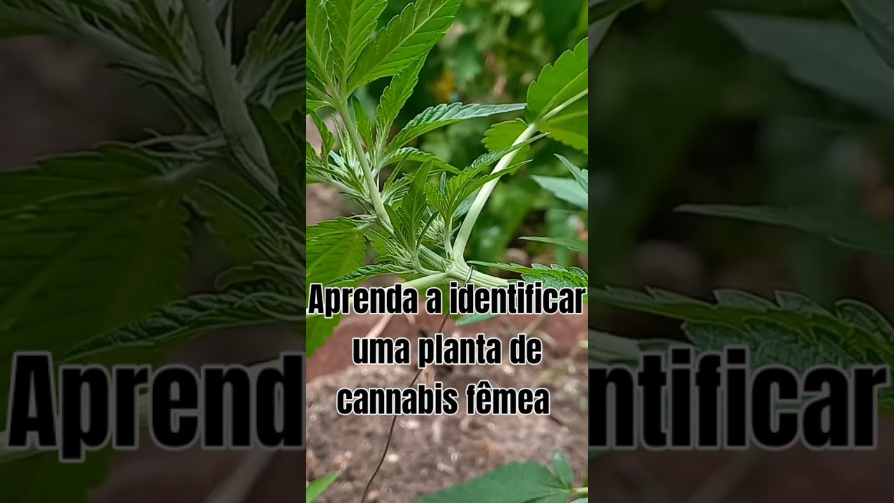 Como identificar uma planta de cannabis f&ecirc;mea #cannabiscommunity #cannabiseducation #cannabis