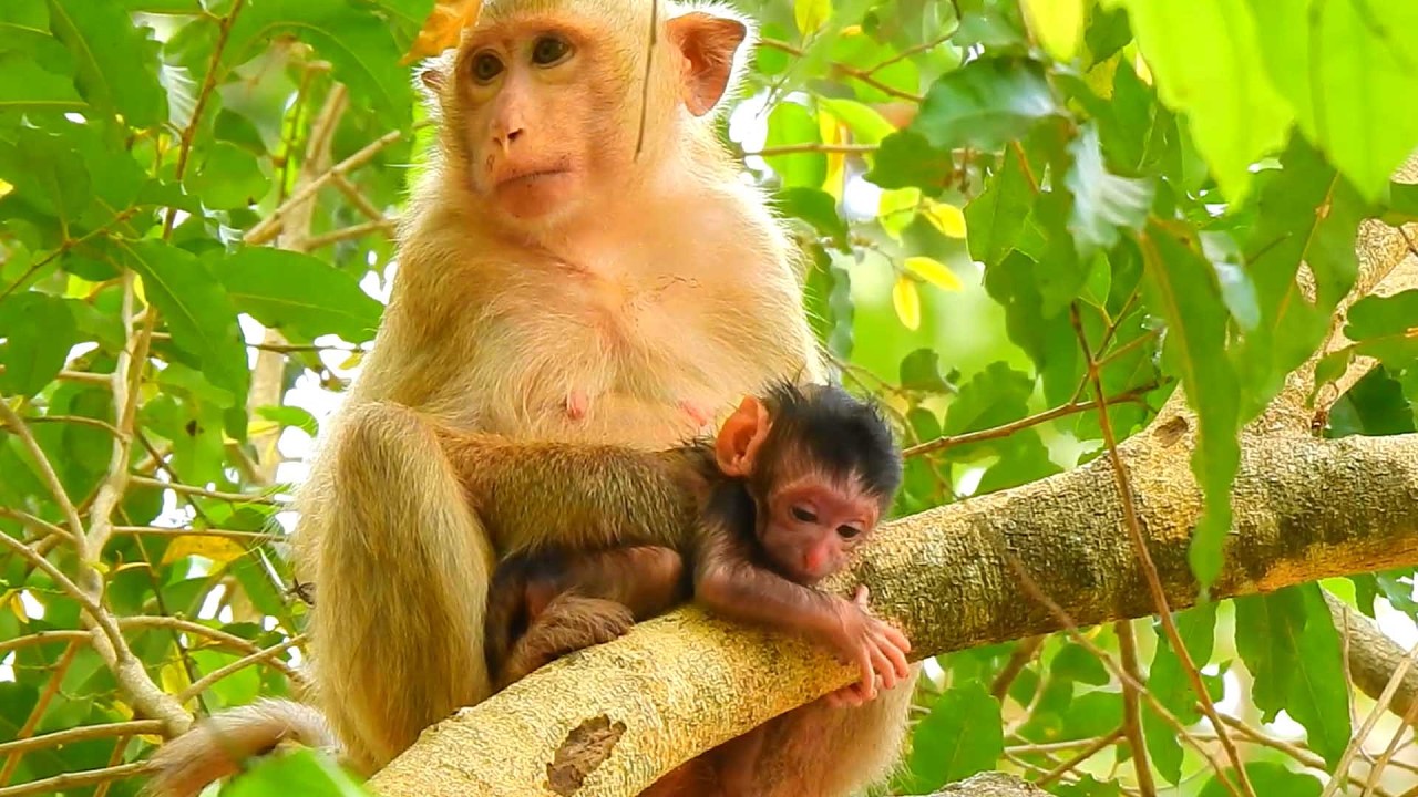 Gorgeous baby monkey, Young mom Brindy starts testing baby to crawl on tree branch