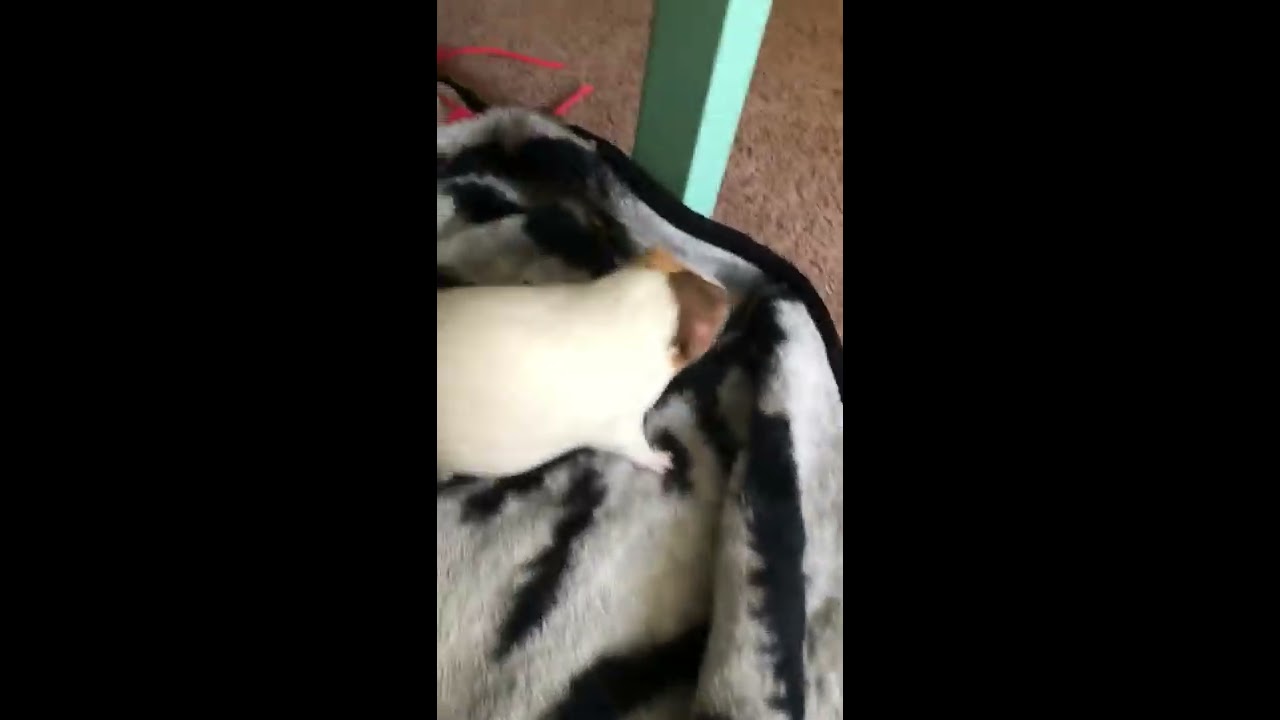 Nickle is out of his cage!