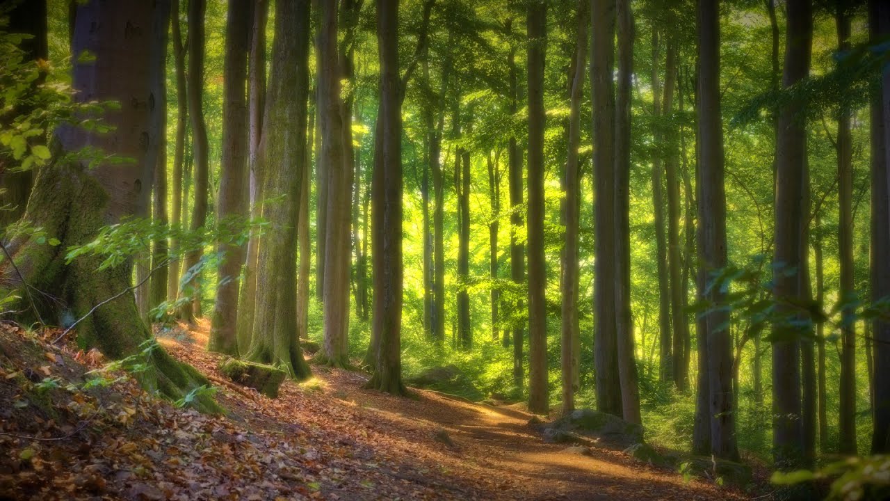 🌳 4K - Relaxing Nature Sounds For Stress Relief, Forest Sounds, Bird Song, No AI