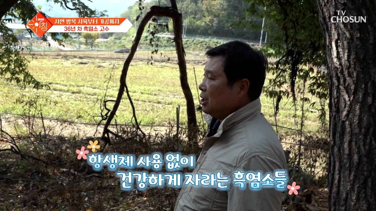 자연 방목으로⛰ 스트레스 없이❌ 건강하게 키우는 흑염소🖤 TV CHOSUN 241112 방송 | [슬기로운 아침] 52회 | TV조선