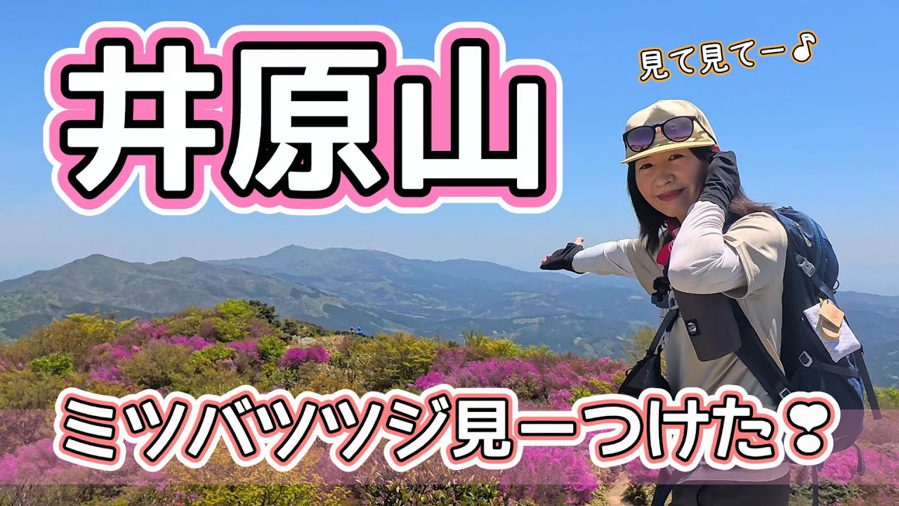 【九州百名山：井原山】ミツバツツジに囲まれながら、井原山～雷山の脊振山系縦走路を楽しむ☆彡