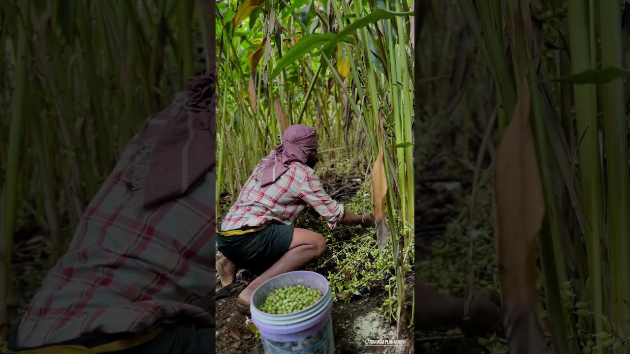 Cardamom Harvesting 🌿#cardamom #spices #harvesting #mumbai #gujarat #farming #india #life #idukki