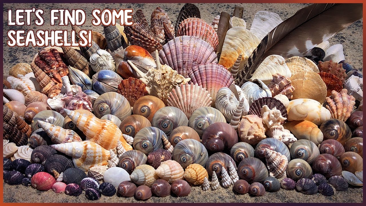 Back to Hervey Bay! | Huge Shell Variety on the Mudflats & the Mangroves
