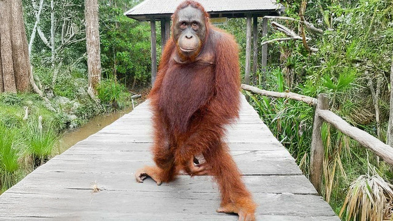 Funniest Monkeys & Animals Walking Around Like Humans! 😂🐒🐾