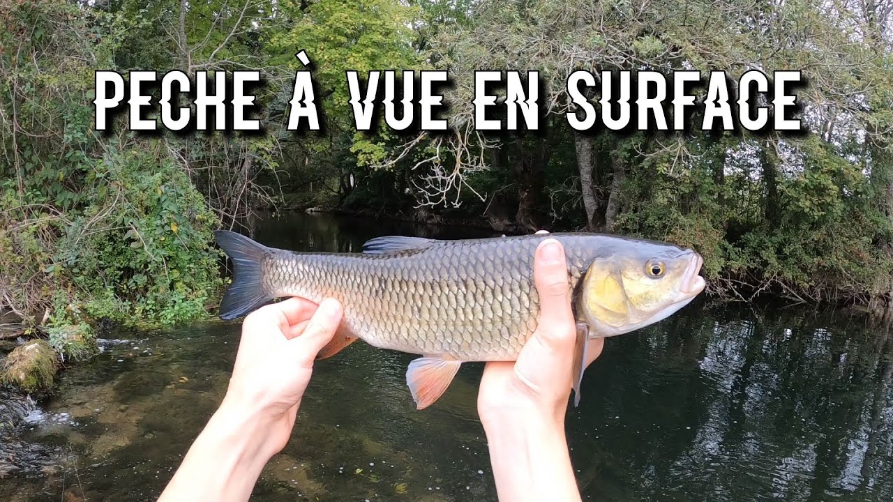 P&Ecirc;CHE &Agrave; VUE de gros chevesnes en ultra l&eacute;ger en automne.