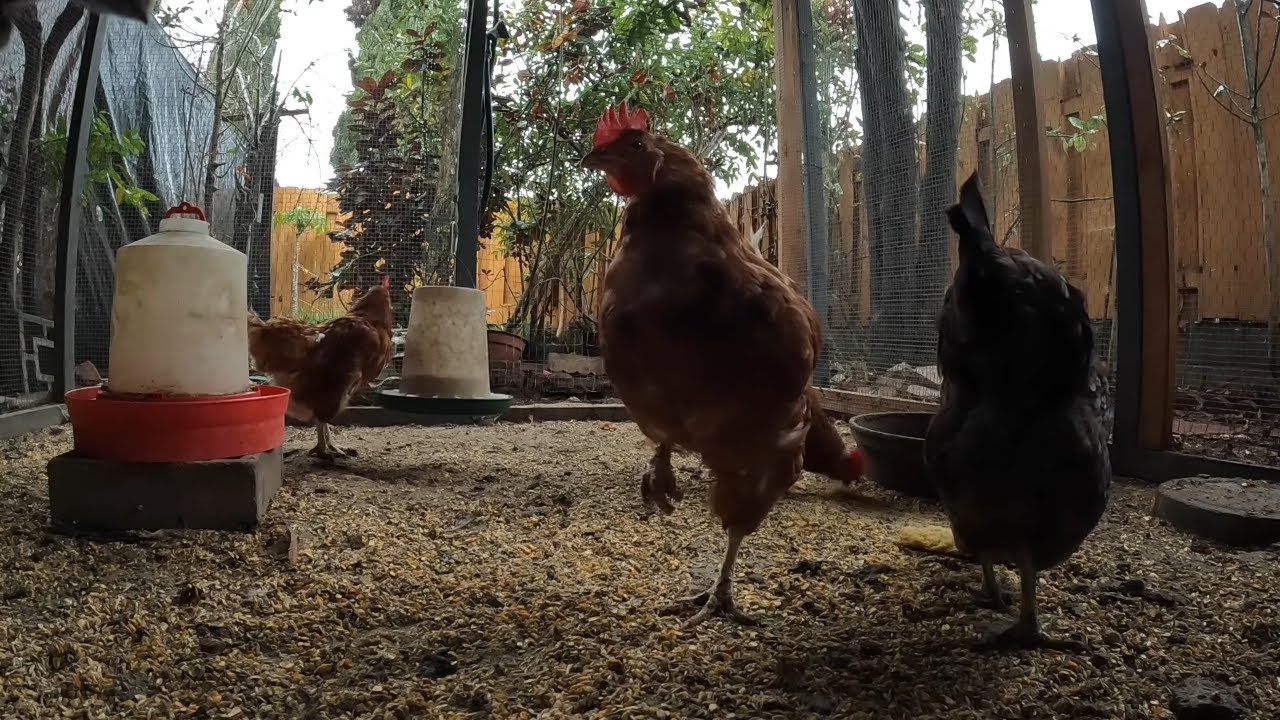 10000 Subscribers! Backyard Chickens Thank You! Chicken Sounds Noises In The Rain Hens Clucking!