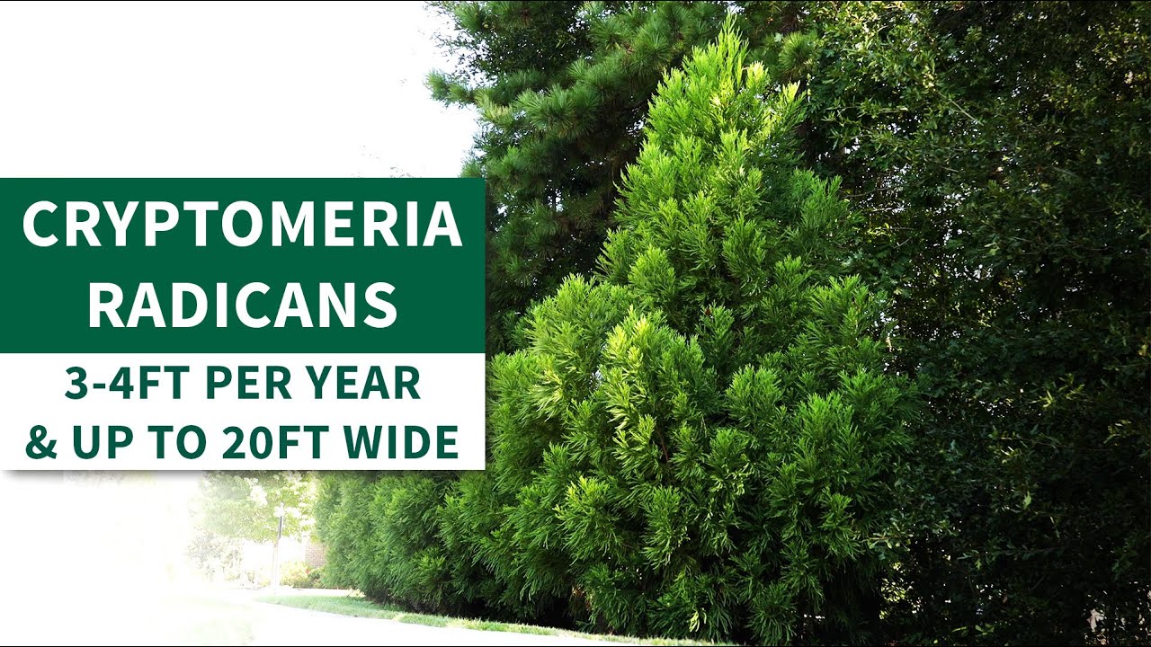 Cryptomeria Radicans - or Cryptomeria Japonica | Lush Foliage for Stunning Privacy
