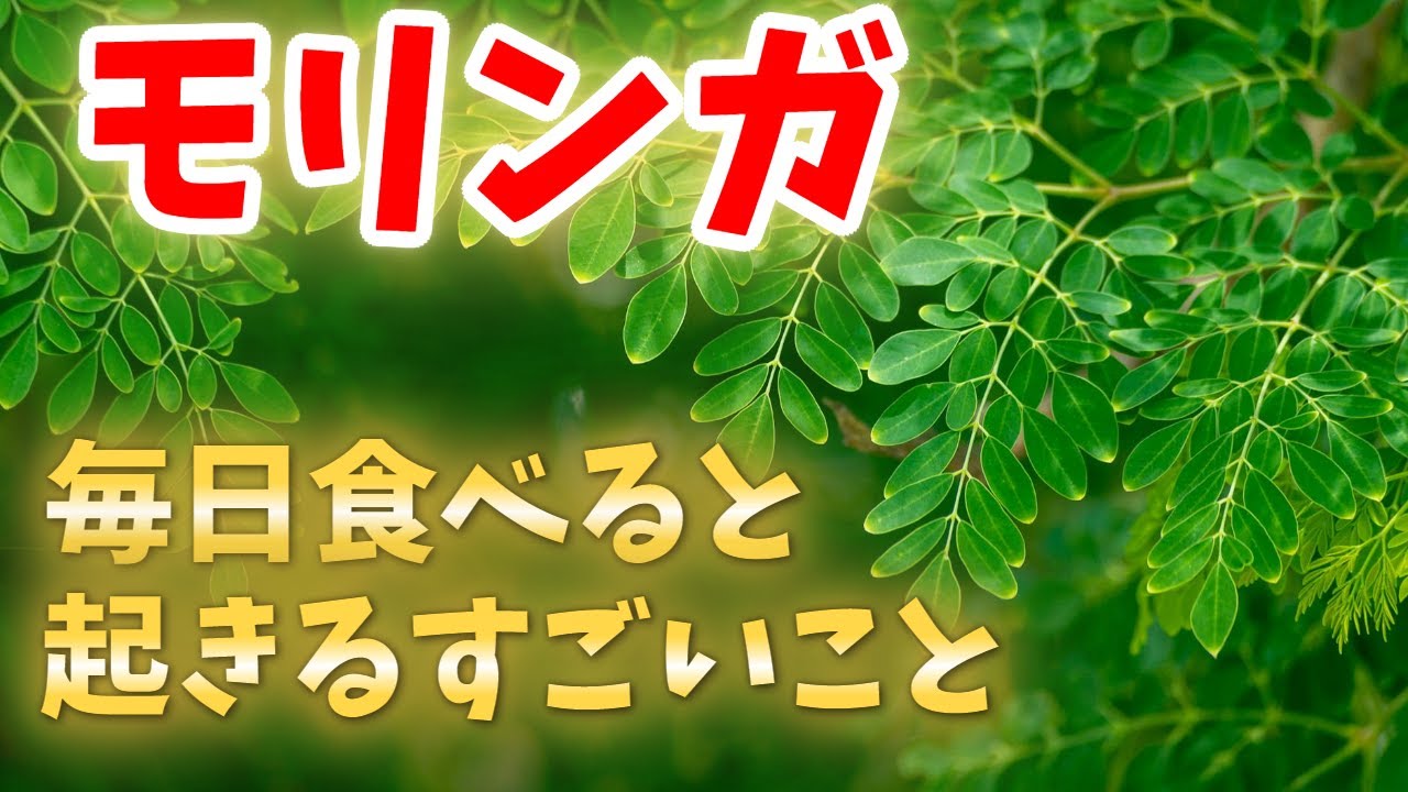 9割が知らない?モリンガを毎日食べると起きること#雑学 #食べ物 #栄養 #健康 #健康豆知識 #毎日 #モリンガ