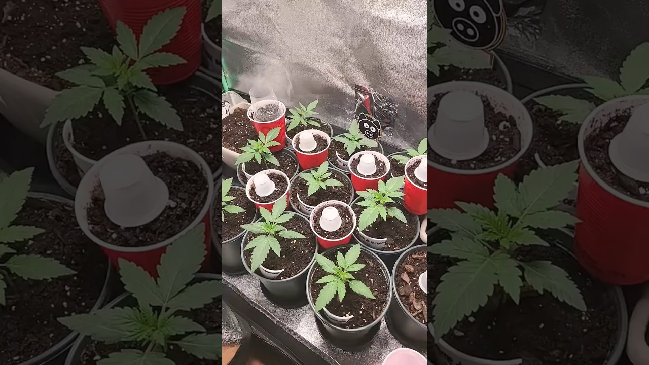 Here We #Grow Again ! Day 17 from seed  Cbg New borns  #spiderfarmerled #garden