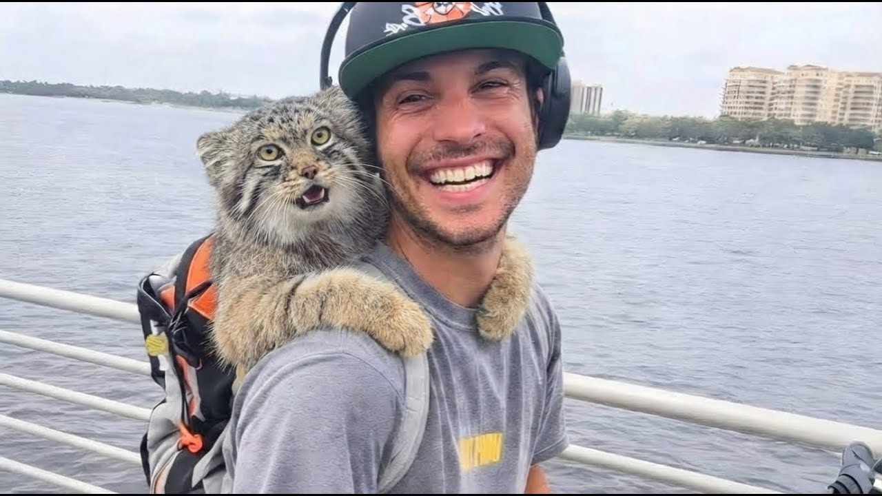 This Rescue Manul Lived His Entire Life in a Cage — Until Freedom Changed Everything