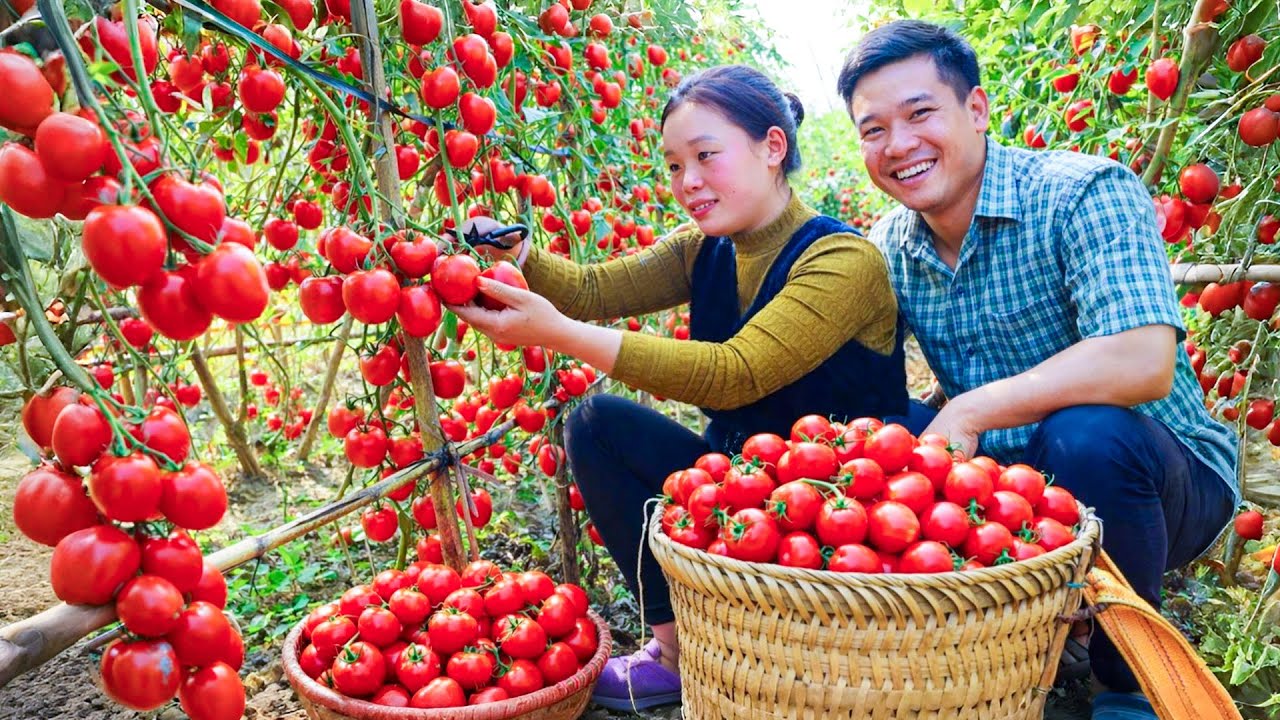 Harvest 500kg of tomatoes to sell at the market, and take care of pets