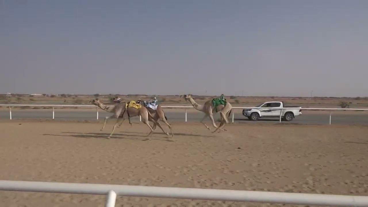 ش5 بكار حقايق 1447/08/18هـ - 2026/02/06م (غايه) بدر عليان محفوظ القويعاني