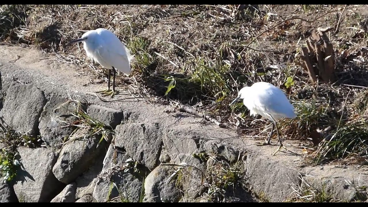 微妙な関係の二羽のコサギ @山崎川の岸辺 / Two Little Egrets in a subtle standoff @Yamazaki River